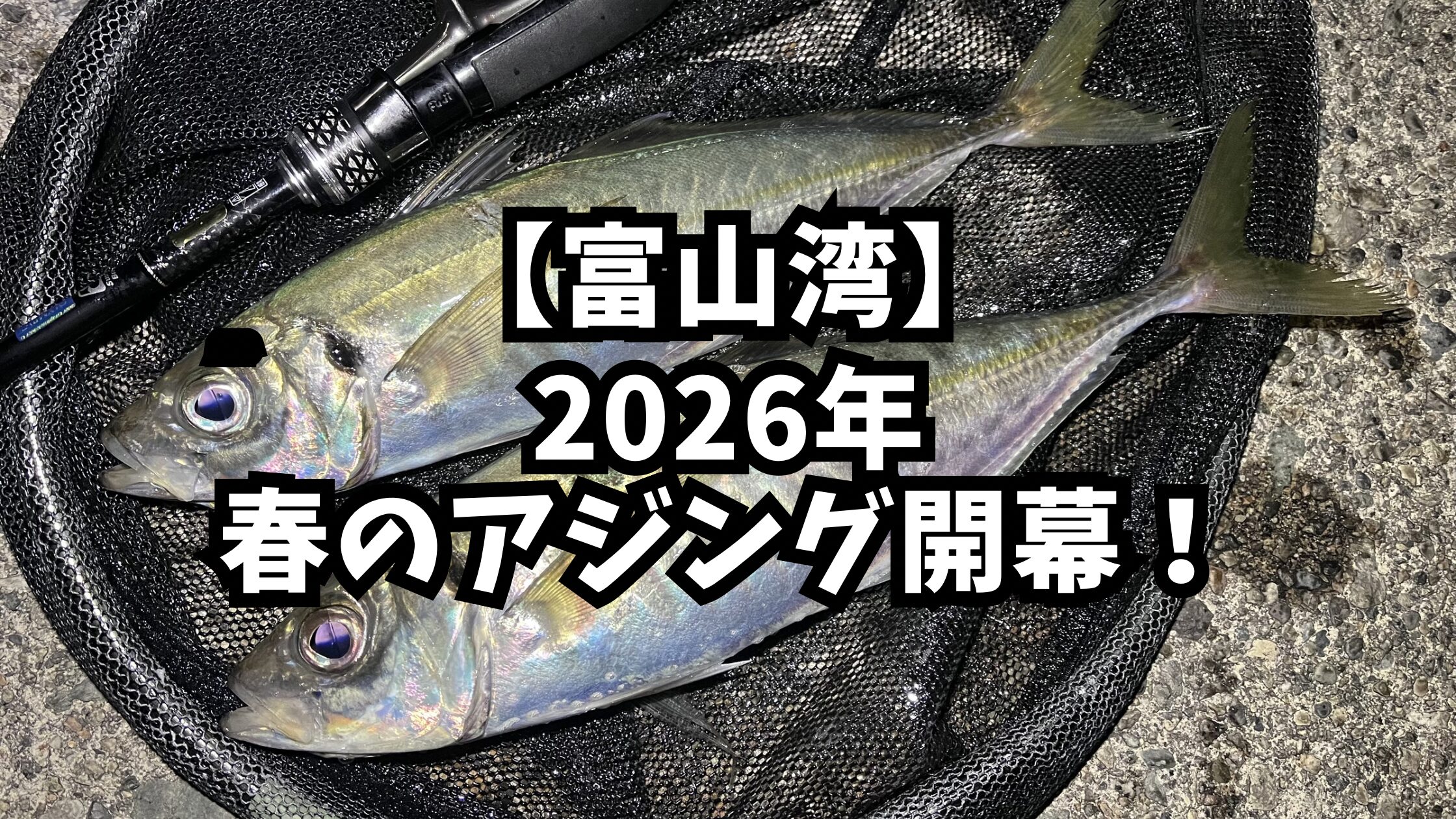アイキャッチ_2026年春のアジング開幕！