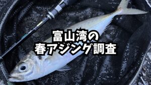 アイキャッチ_富山の春アジング調査