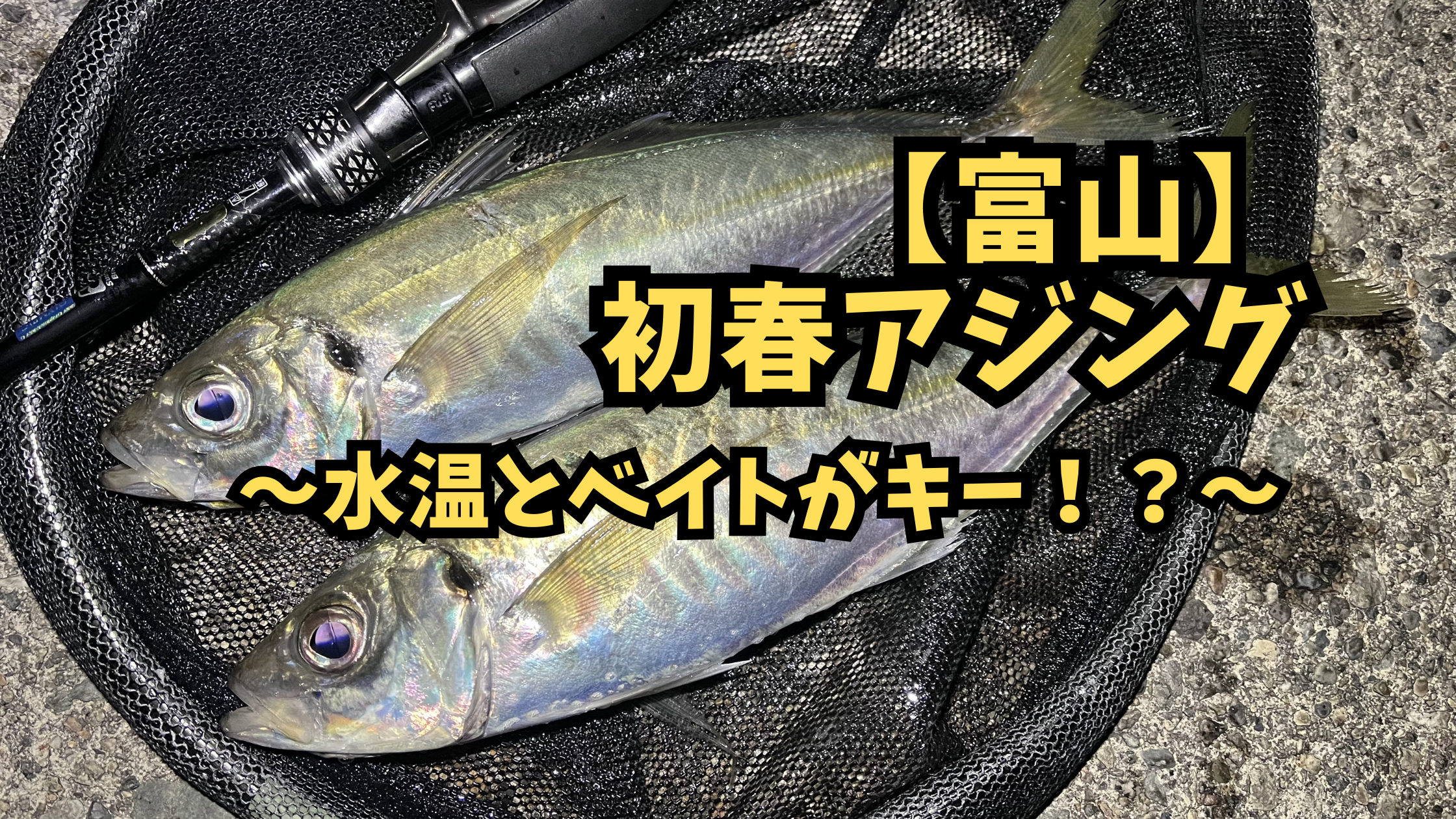 富山湾の初春アジングは水温とベイトをキーに攻略！のアイキャッチ画像