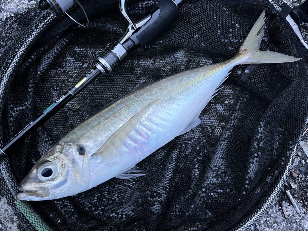 37cmのアジの写真