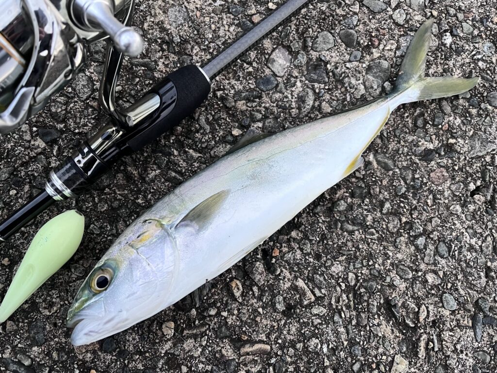 アジングで釣れた青物の写真