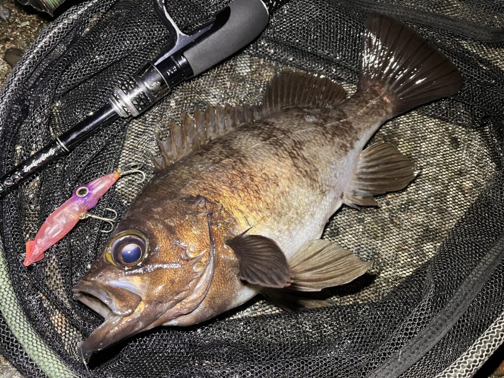 ホタルイカパターンで釣れたメバルの写真-1