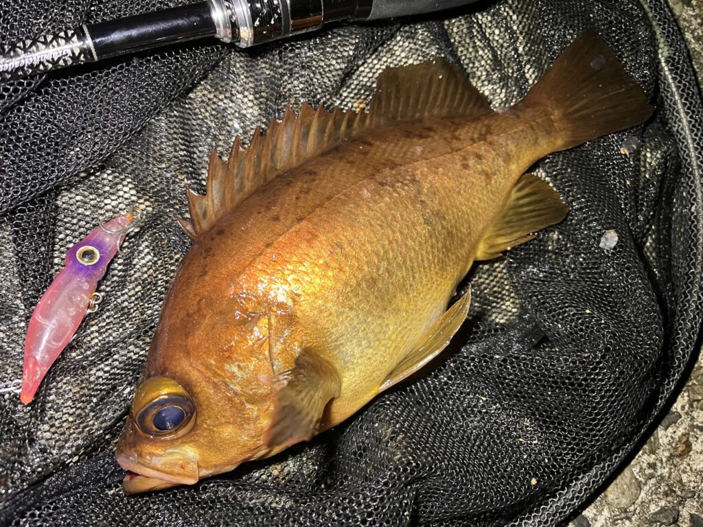 ホタルイカパターンで釣れたメバルの写真-2
