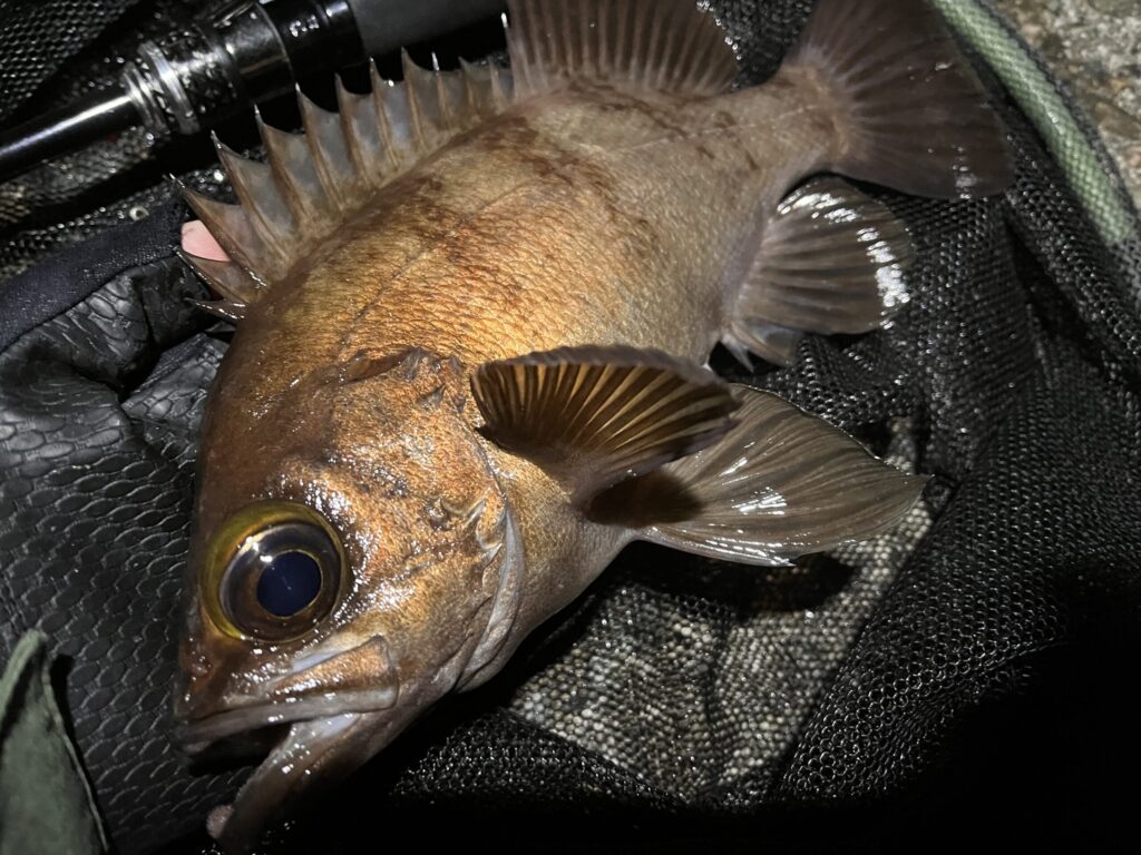 ホタルイカパターンで釣れたメバルの写真-3