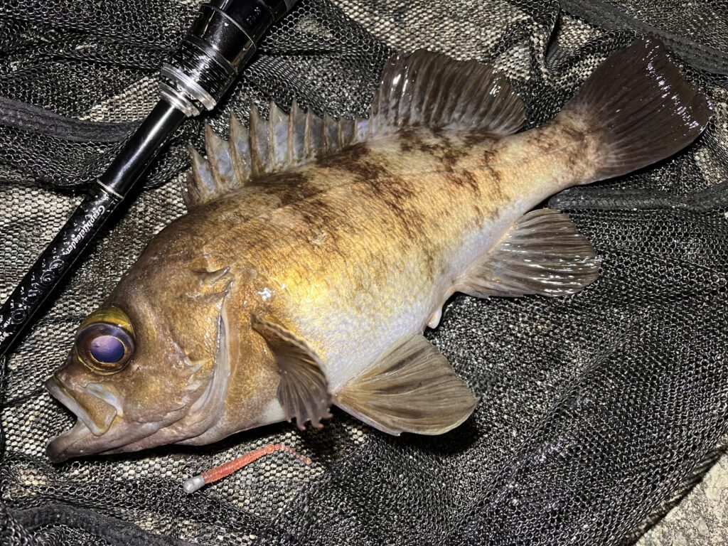 ホタルイカパターンで釣れたメバルの写真-4