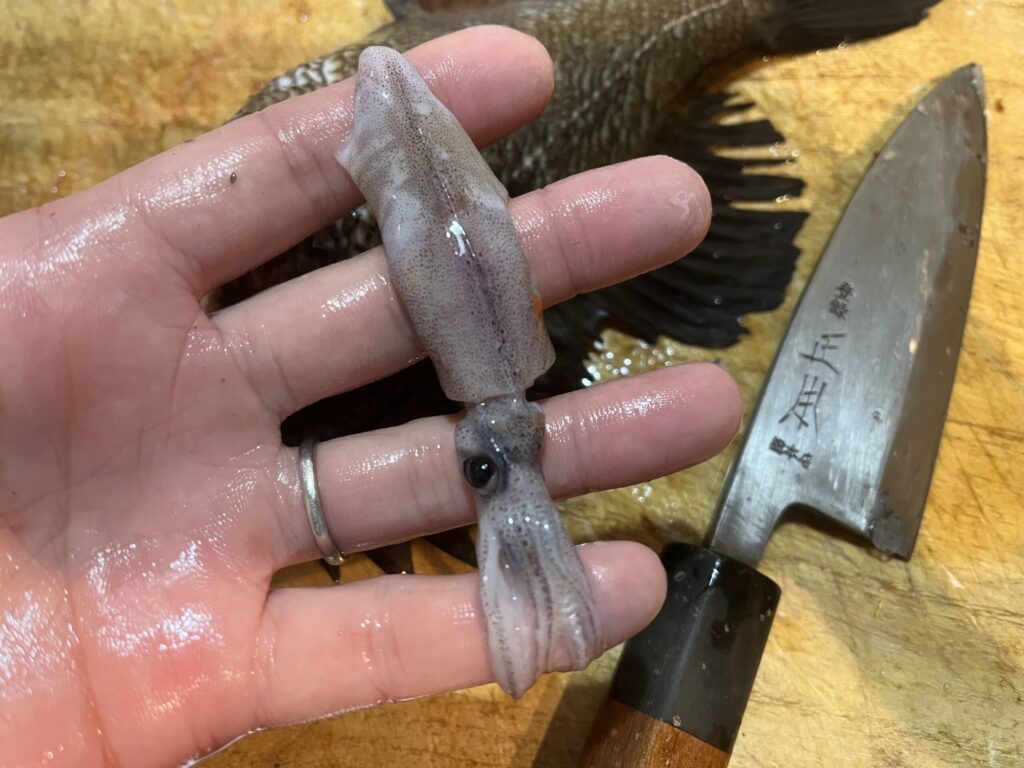 メバルのお腹からでてきたホタルイカの写真