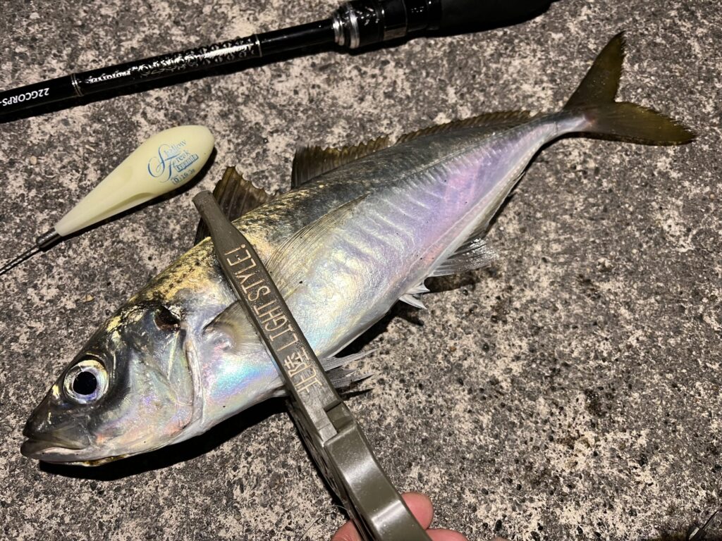 フロートアジングで釣れたアジの写真