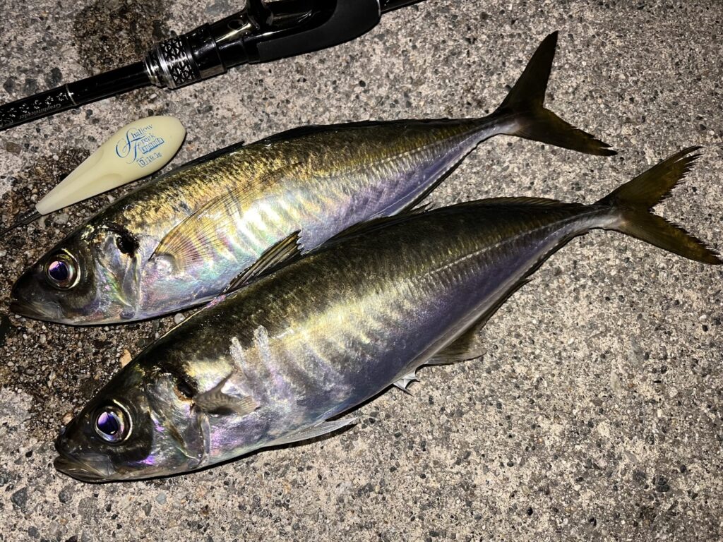 フロートで釣れたアジの釣果写真