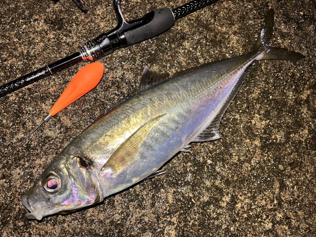 フロートで釣れたアジの写真2