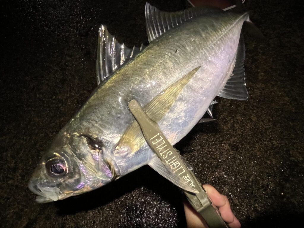 フロートで釣れたアジの写真3