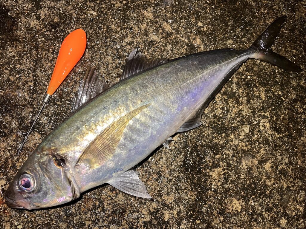 フロートで釣れたギガアジの写真