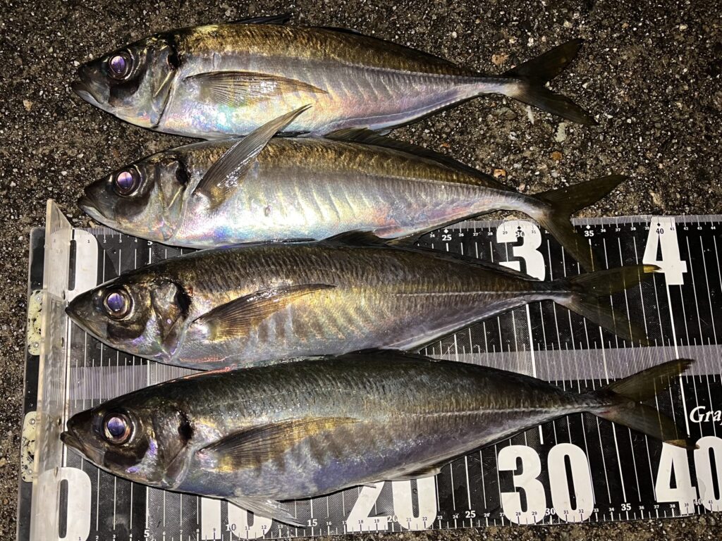 アジの釣果写真