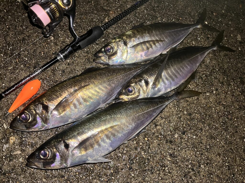 フロートで釣れたアジの釣果写真2