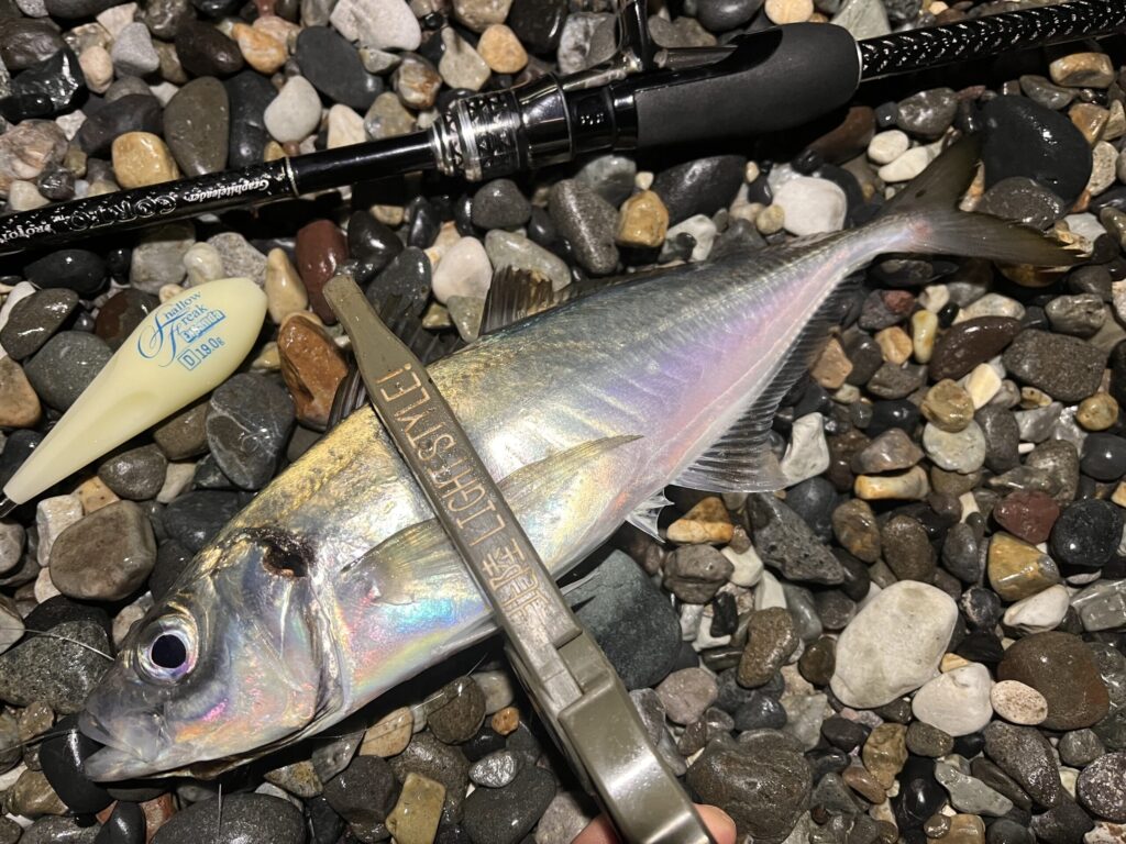 フロートアジングで釣れたアジの写真