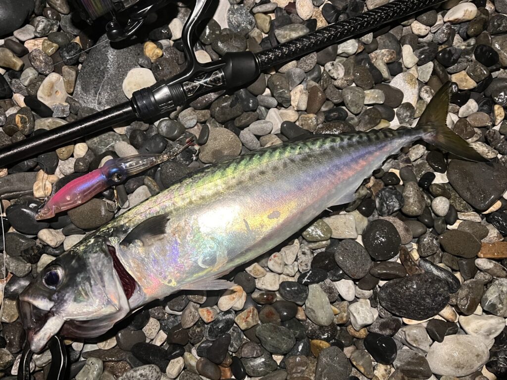 ズィークイッドで釣れたサバの写真