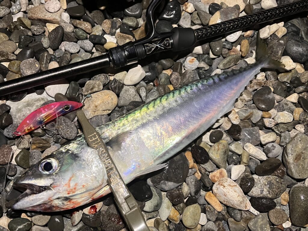 ホタルナで釣れたサバの写真