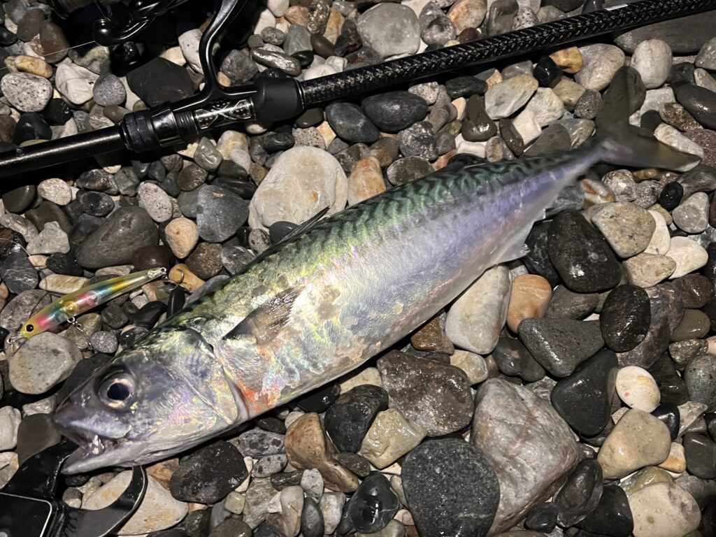 シャローマジック80で釣れたサバの写真