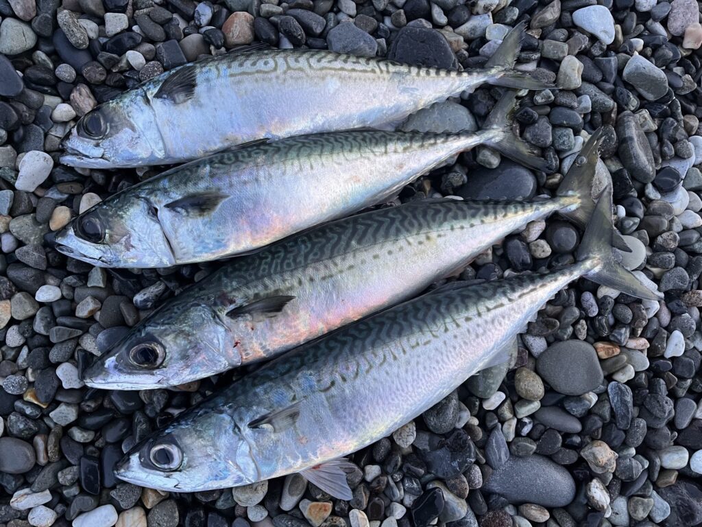ホタルイカパターンで釣れたサバの写真