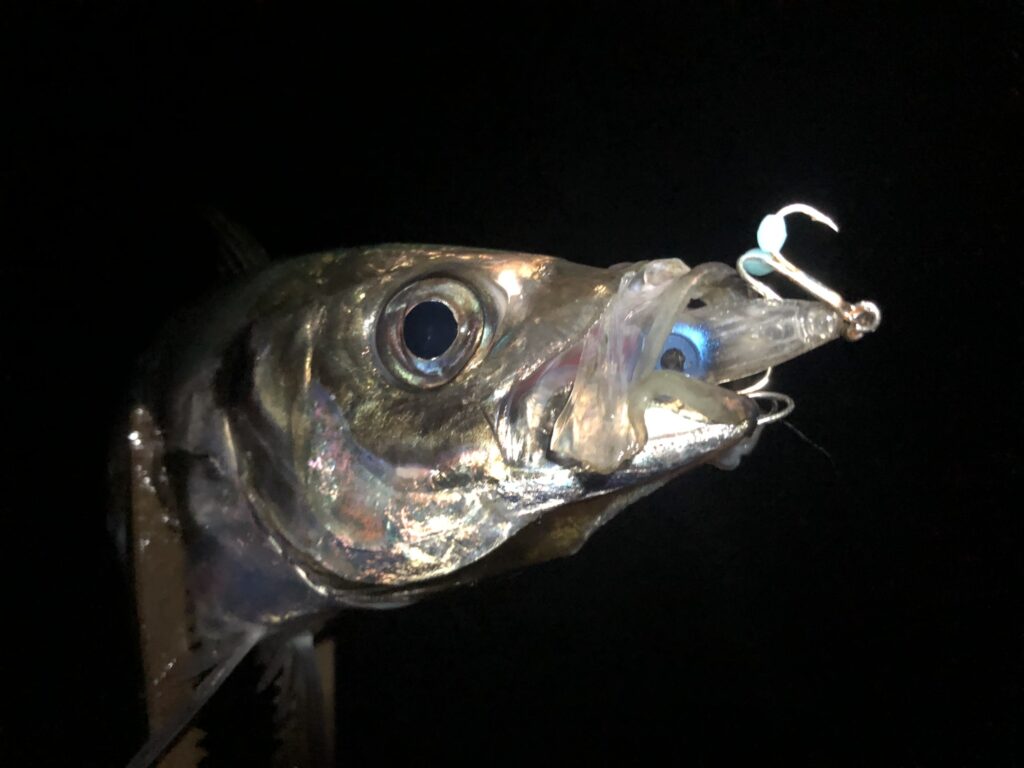 ホタルイカパターンで釣れたアジ