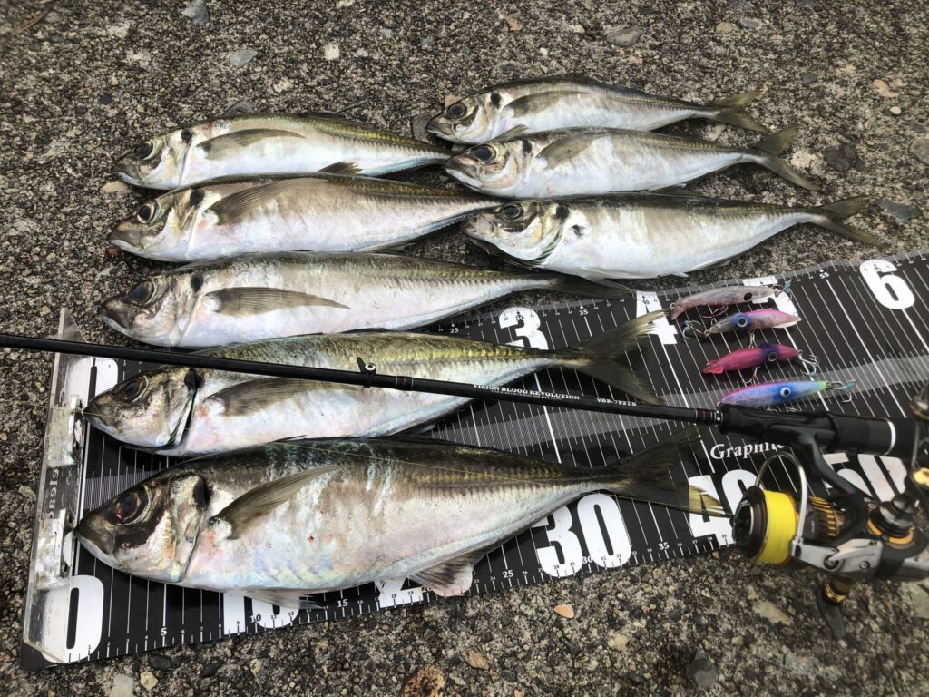 ホタルイカパターンで釣れたアジ