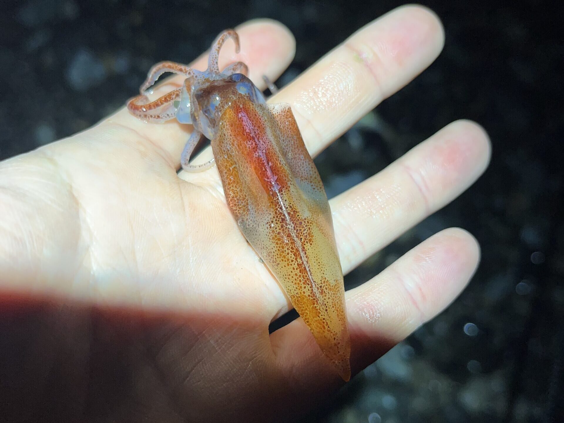 ホタルイカの写真