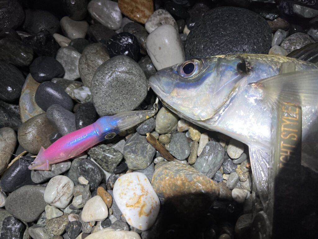 ズィークイッド105で釣れたアジの写真