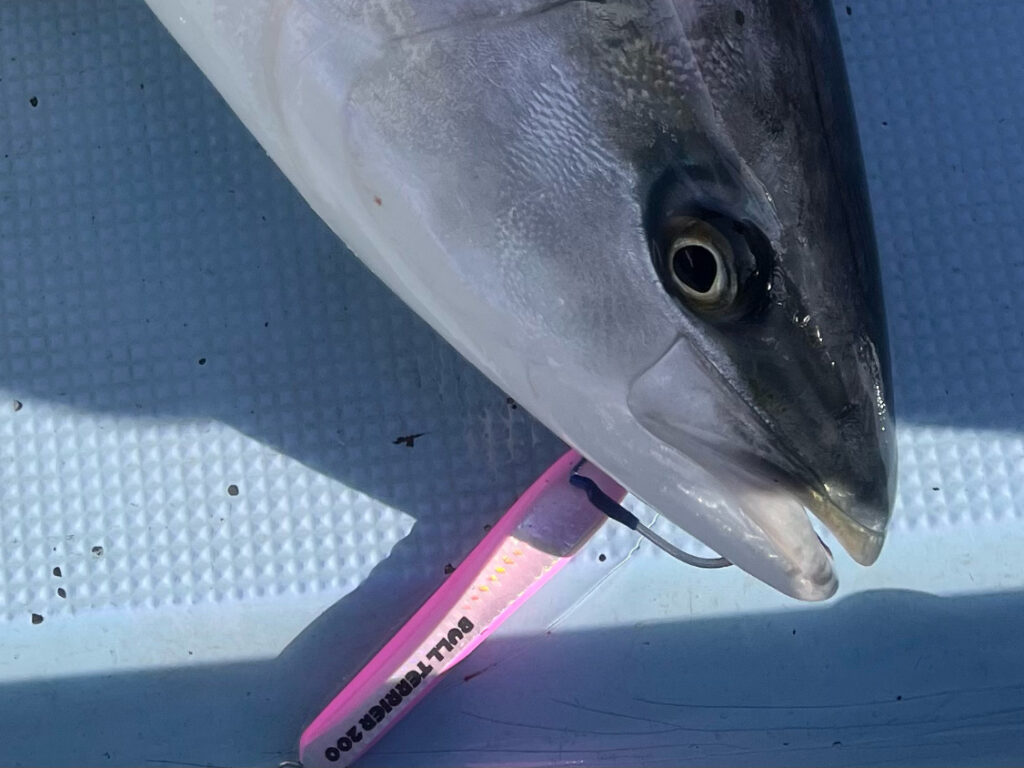 ブルテリアで釣れたブリの写真