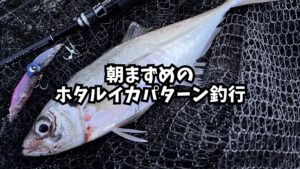 朝まずめのホタルイカパターン釣行のアイキャッチ画像