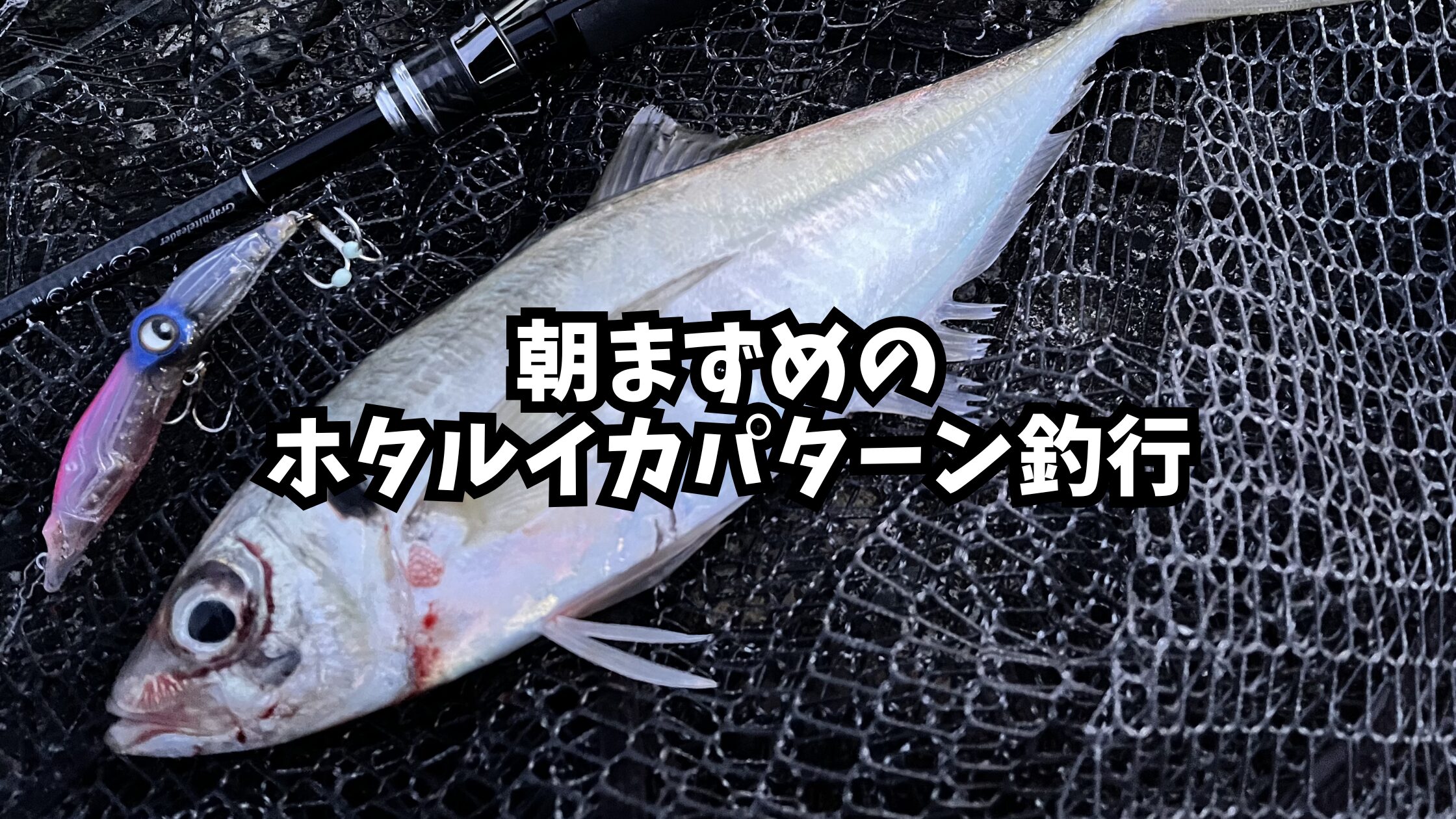 朝まずめのホタルイカパターン釣行のアイキャッチ画像