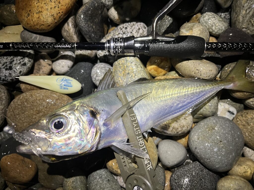 フロートアジングで釣れたアジの写真