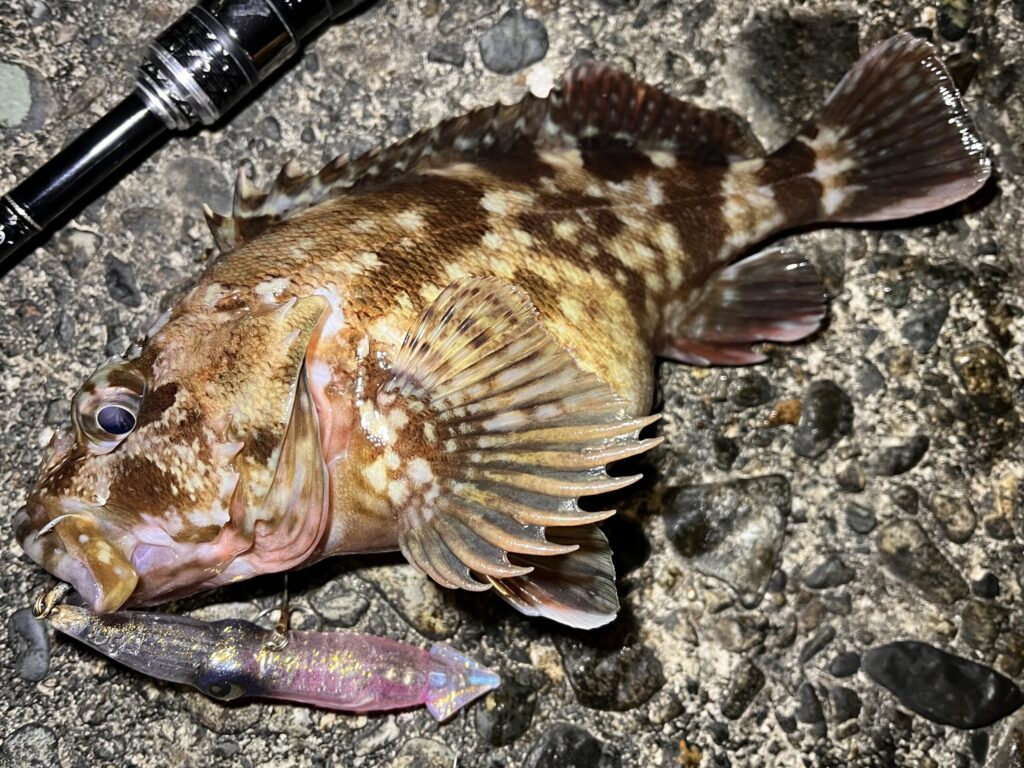ホタルイカパターンで釣れたカサゴの写真