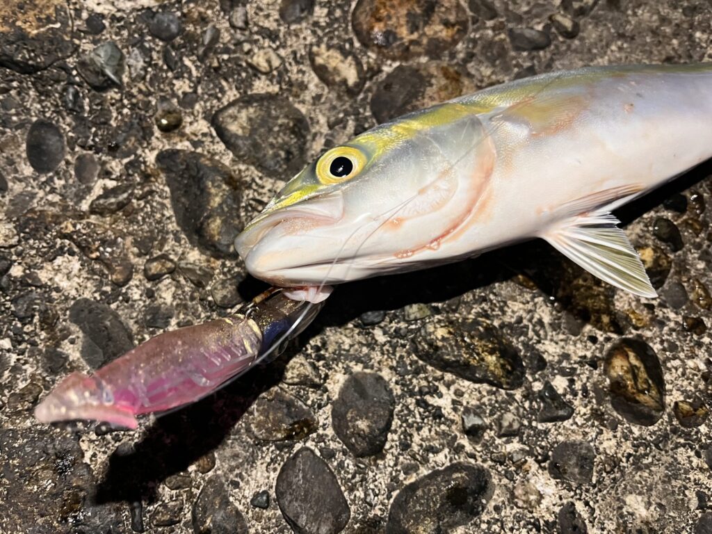 ホタルイカパターンで釣れたワカシの写真