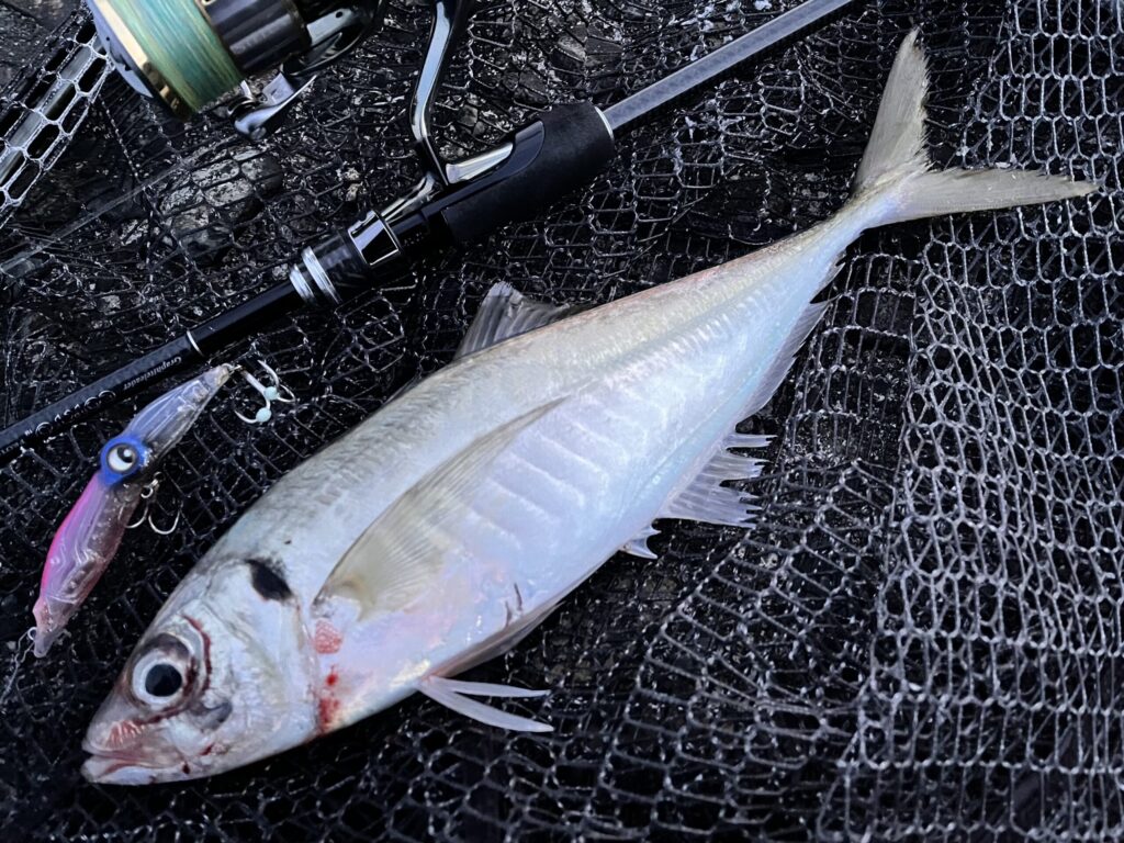 ホタルイカパターンで釣れたアジの写真