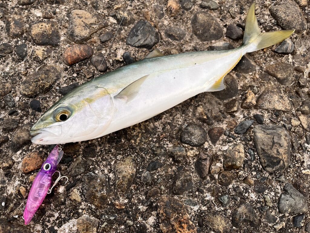 キトキト75で釣れたワカシの写真