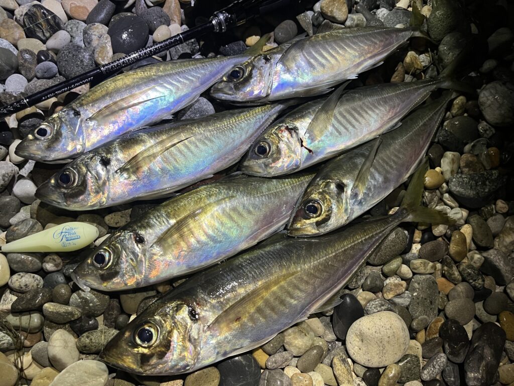 フロートアジングの釣果写真