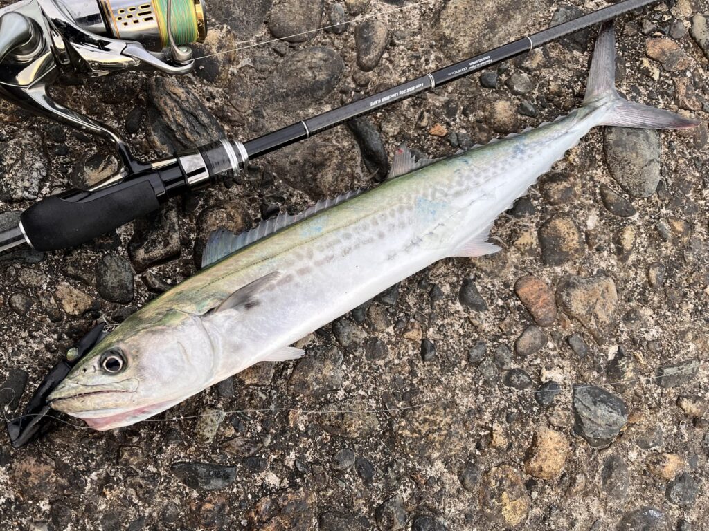 キトキト75SSで釣れたサワラの写真