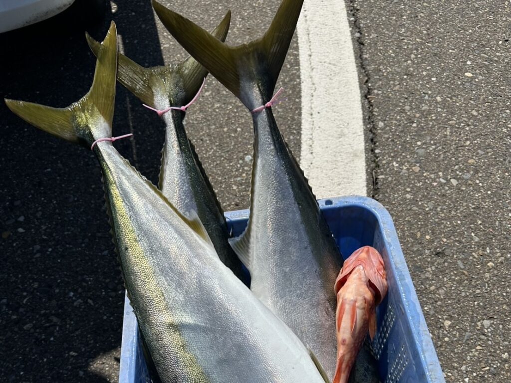 ジギングの釣果写真