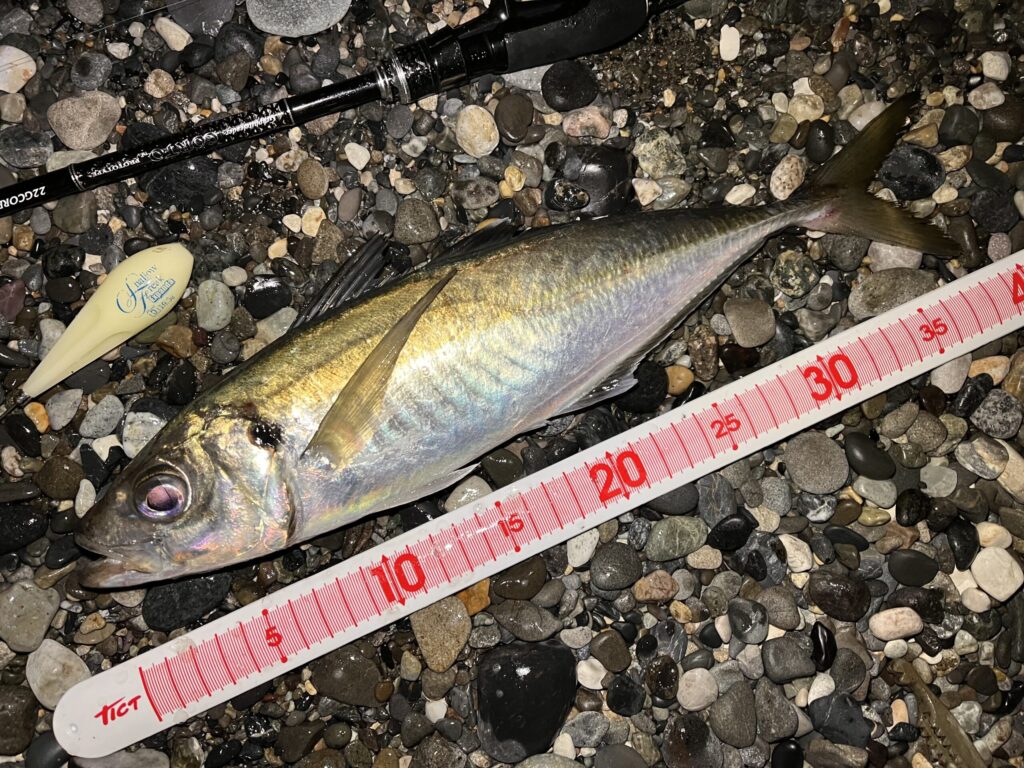 フロートアジングで釣れたギガアジの写真
