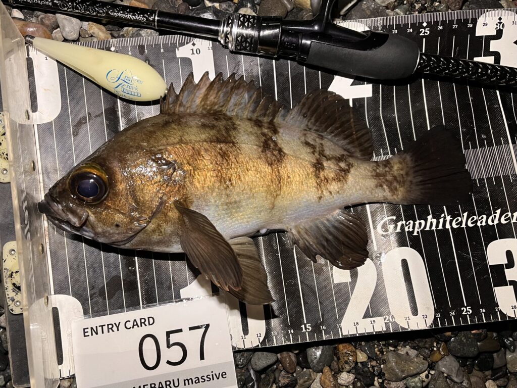 フロートで釣れたメバルの写真