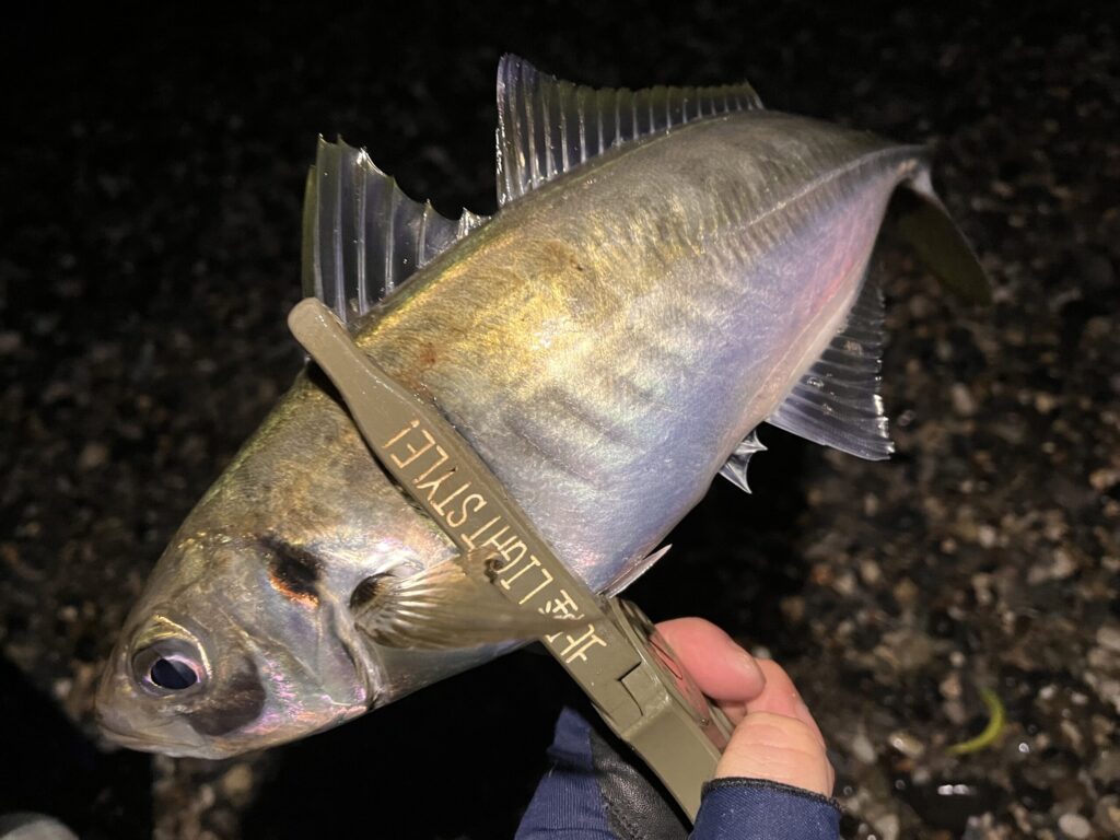 フロートで釣れたアジの写真