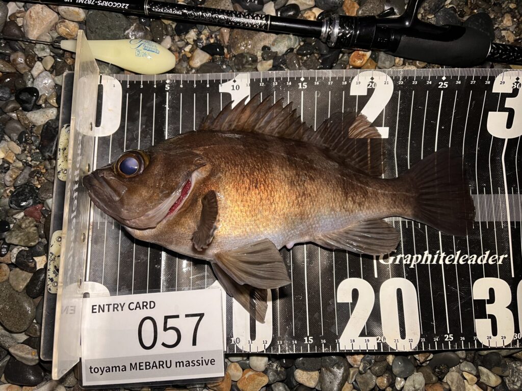 フロートで釣れたメバルの写真2
