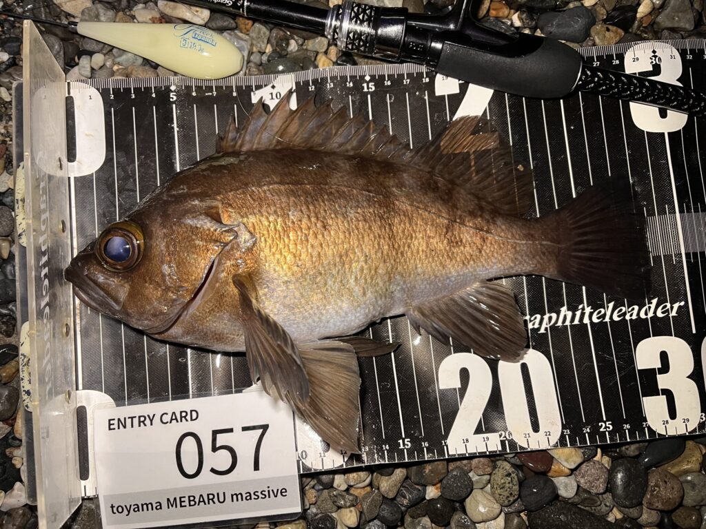 フロートで釣れたメバルの写真3
