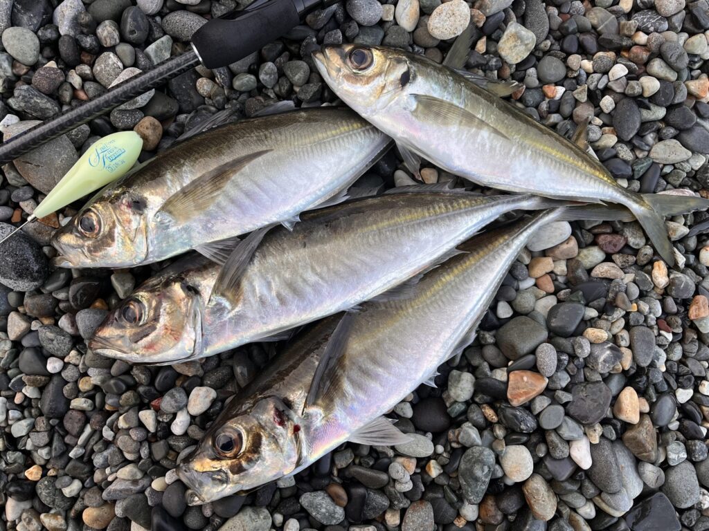 フロートで釣れたアジの写真