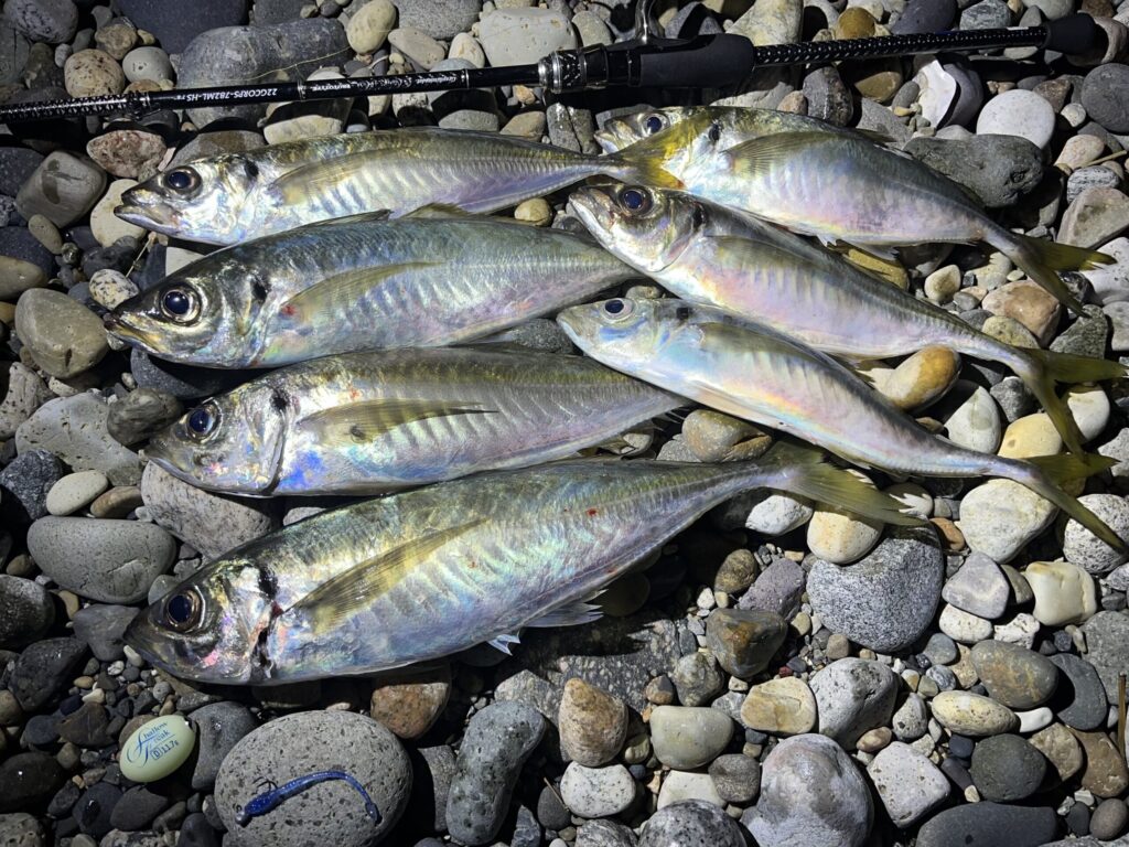 フロートアジングの釣果写真