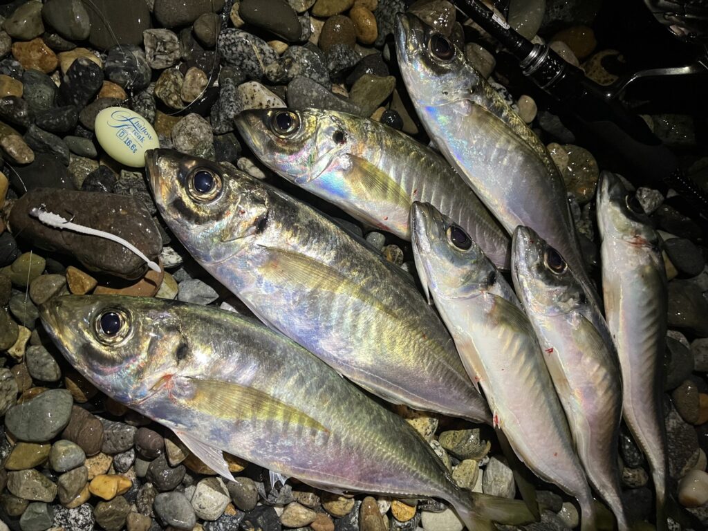 フロートアジングの釣果写真