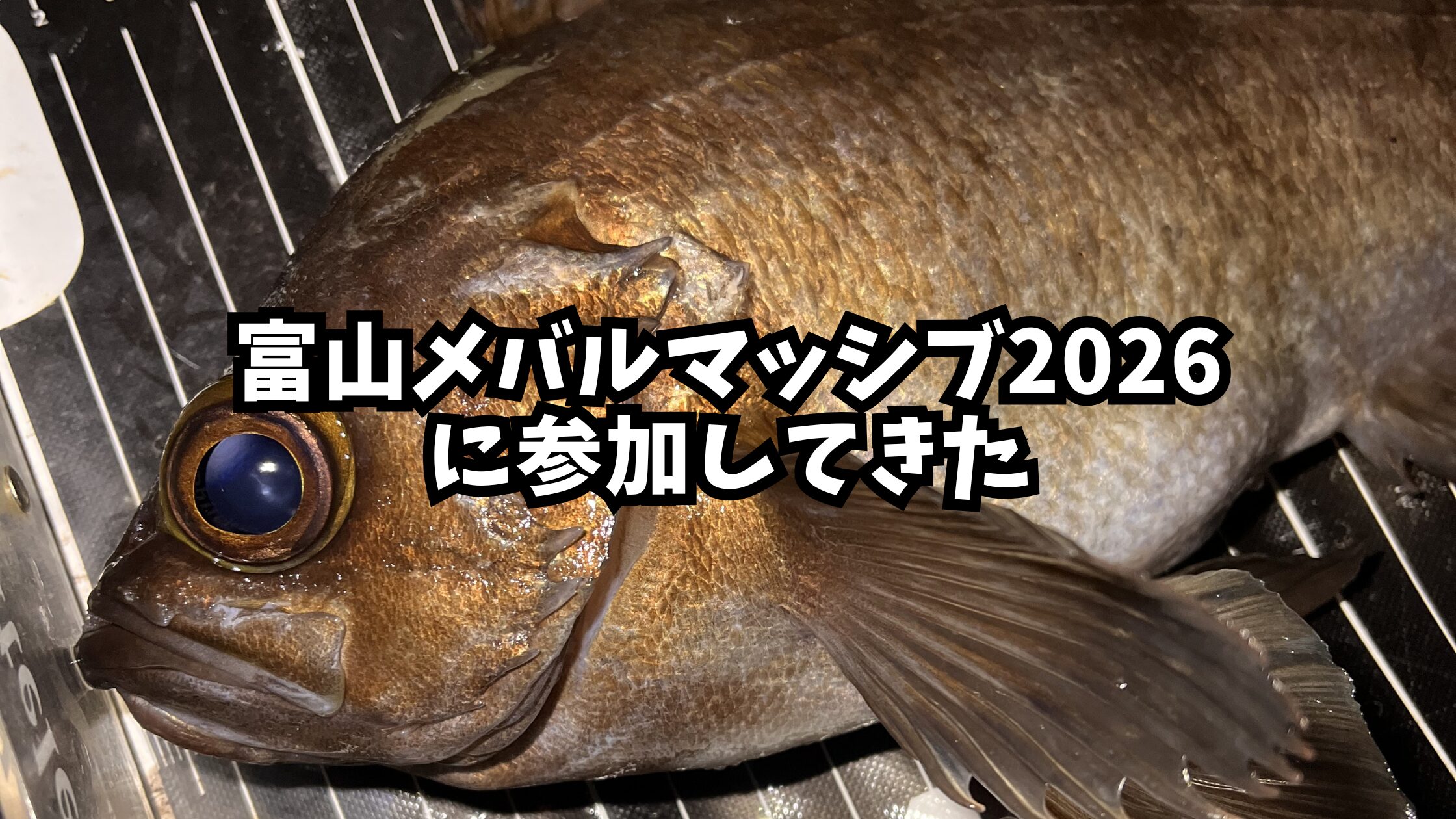 富山メバルマッシブのアイキャッチ画像