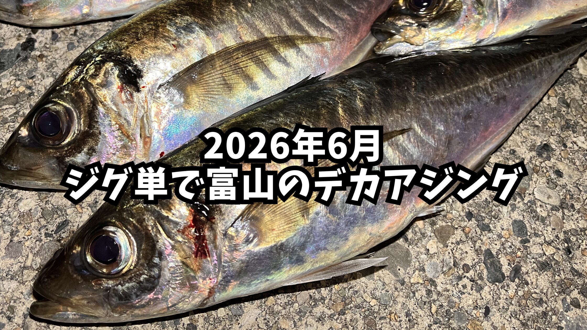 ジグ単で富山のデカアジングのアイキャッチ画像