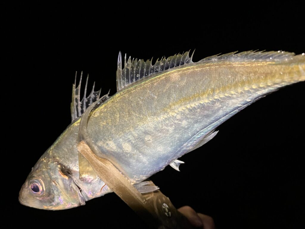アジングで釣れたアジの写真