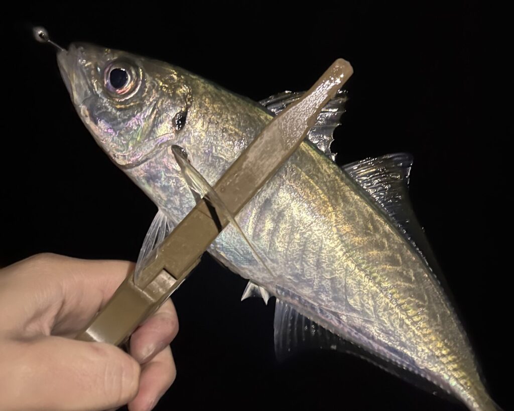 アジングで釣れたアジの写真-2