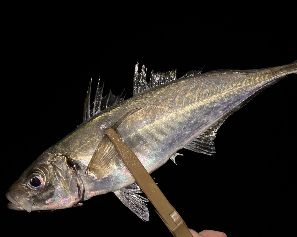 アジングで釣れたアジの写真-3